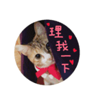 Ahfatcat diary（個別スタンプ：7）