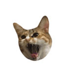 Ahfatcat diary（個別スタンプ：8）