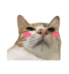 Ahfatcat diary（個別スタンプ：9）