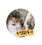 Ahfatcat diary（個別スタンプ：10）