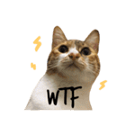 Ahfatcat diary（個別スタンプ：13）