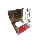 Ahfatcat diary（個別スタンプ：16）