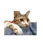 Ahfatcat diary（個別スタンプ：17）
