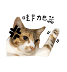 Ahfatcat diary（個別スタンプ：18）