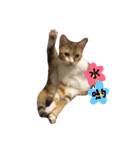 Ahfatcat diary（個別スタンプ：22）