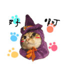 Ahfatcat diary（個別スタンプ：24）