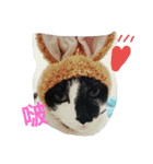 black ＆ white cat~poker（個別スタンプ：1）