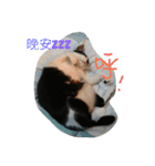 black ＆ white cat~poker（個別スタンプ：2）