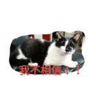 black ＆ white cat~poker（個別スタンプ：3）