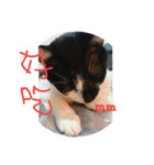 black ＆ white cat~poker（個別スタンプ：5）