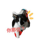 black ＆ white cat~poker（個別スタンプ：6）