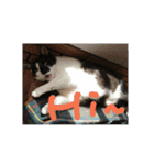 black ＆ white cat~poker（個別スタンプ：7）