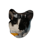black ＆ white cat~poker（個別スタンプ：8）