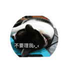 black ＆ white cat~poker（個別スタンプ：9）
