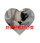 black ＆ white cat~poker（個別スタンプ：11）