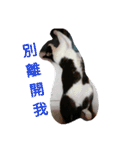 black ＆ white cat~poker（個別スタンプ：15）