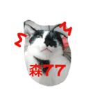 black ＆ white cat~poker（個別スタンプ：16）