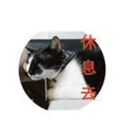 black ＆ white cat~poker（個別スタンプ：17）