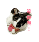 black ＆ white cat~poker（個別スタンプ：22）