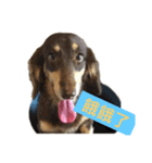 Dachshund boring life（個別スタンプ：2）