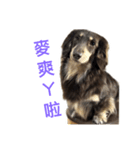 Dachshund boring life（個別スタンプ：4）