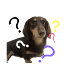 Dachshund boring life（個別スタンプ：5）