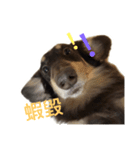 Dachshund boring life（個別スタンプ：6）