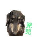 Dachshund boring life（個別スタンプ：7）