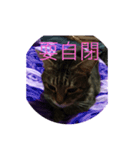 Autistic Cat（個別スタンプ：1）