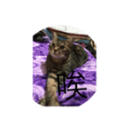 Autistic Cat（個別スタンプ：2）