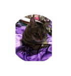 Autistic Cat（個別スタンプ：3）