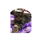 Autistic Cat（個別スタンプ：4）