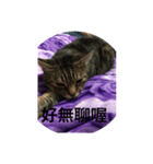 Autistic Cat（個別スタンプ：5）
