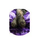 Autistic Cat（個別スタンプ：6）