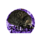 Autistic Cat（個別スタンプ：7）