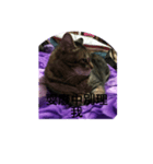 Autistic Cat（個別スタンプ：8）