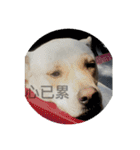 they are my pets（個別スタンプ：3）