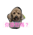 they are my pets（個別スタンプ：4）