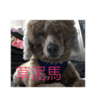 they are my pets（個別スタンプ：6）