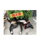 they are my pets（個別スタンプ：8）