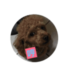 they are my pets（個別スタンプ：12）