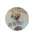 they are my pets（個別スタンプ：23）