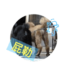 they are my pets（個別スタンプ：24）