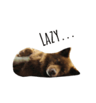 Meeks bunny（個別スタンプ：6）