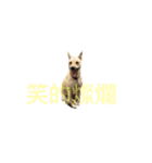Super  Yellow Dog（個別スタンプ：1）
