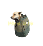Super  Yellow Dog（個別スタンプ：3）