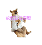 Super  Yellow Dog（個別スタンプ：4）