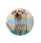 Super  Yellow Dog（個別スタンプ：6）
