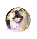 Super  Yellow Dog（個別スタンプ：7）