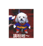 Super Baby dog comes（個別スタンプ：12）